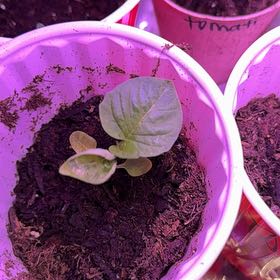 Photo of the plant species Tomatillo 'Tamayo' by @SharpSunburst35 named Navajo on Greg, the plant care app