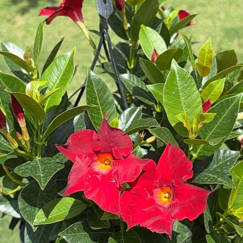 Photo of the plant species Dipladenia 'Rio' by @ComicalSuncup47 named Bohdi on Greg, the plant care app