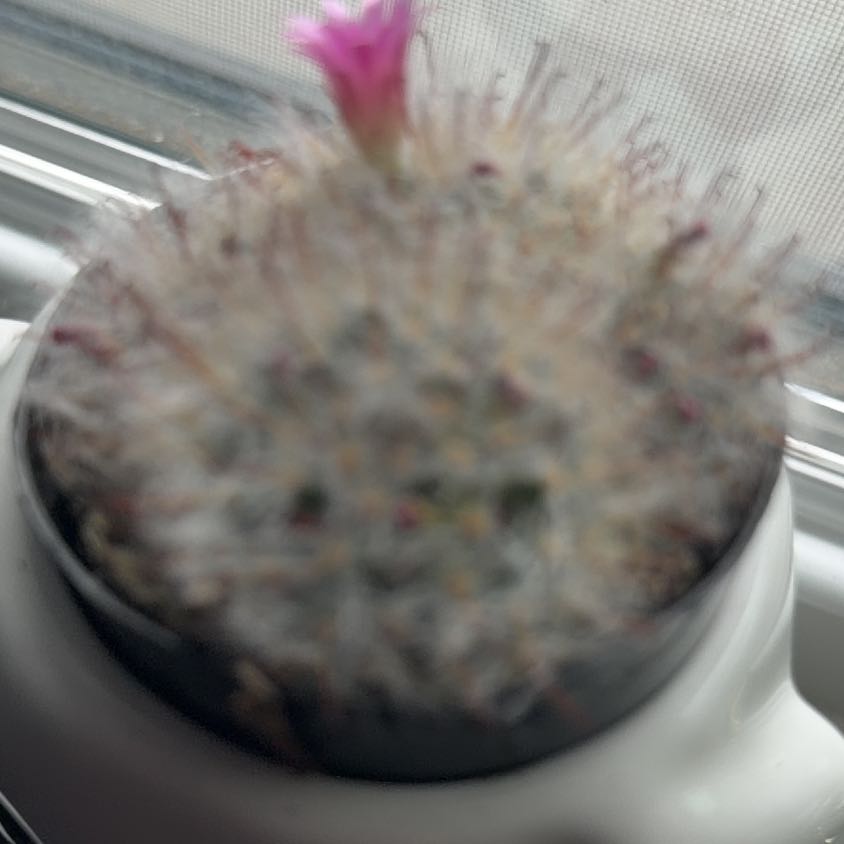 Photo of the plant species Powder Puff Cactus by @MotherLychee80 named Puffy on Greg, the plant care app