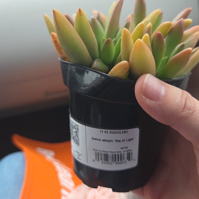 Photo of the plant species Sedum adolphi 'Ray of Light' by @CalmingWorm49 named Madonna on Greg, the plant care app