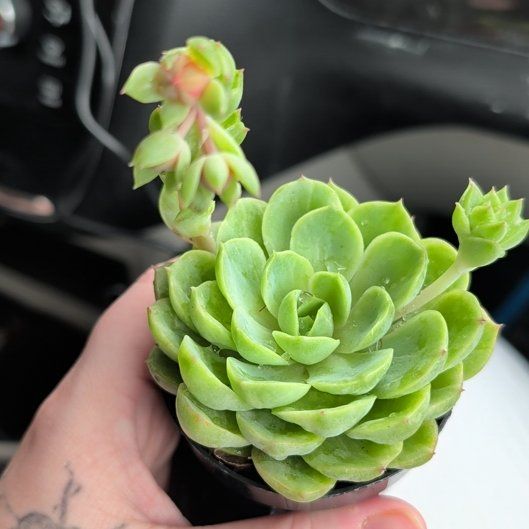 Photo of the plant species Lime N Chile by @TotallyAgave7 named Rosa on Greg, the plant care app