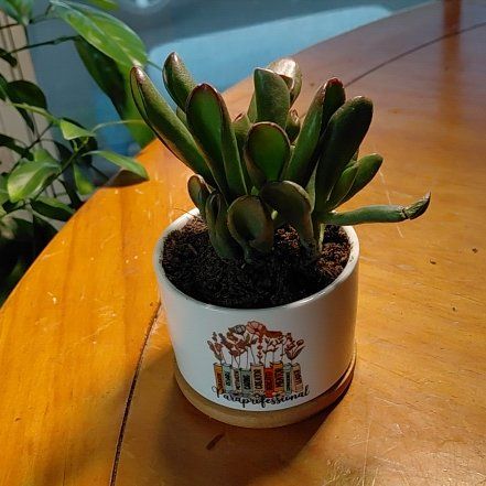 Photo of the plant species ET's Fingers Jade by @VipAjídulce49 named Erick on Greg, the plant care app