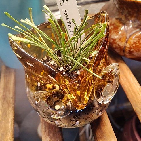 Photo of the plant species Hoya reticulata by @HoyaMamma85 named Keanu Leaves on Greg, the plant care app