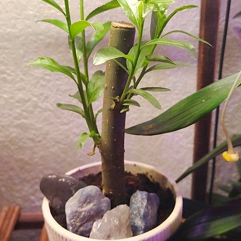 Photo of the plant species Hybrid Willow by @HoyaMamma85 named Noble on Greg, the plant care app
