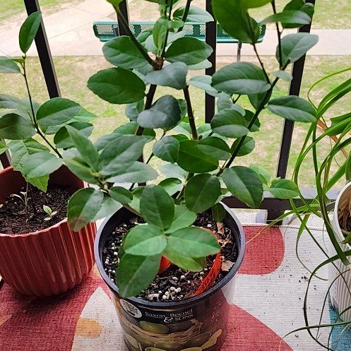 Photo of the plant species Lime Tree by @HoyaMamma85 named Eva on Greg, the plant care app