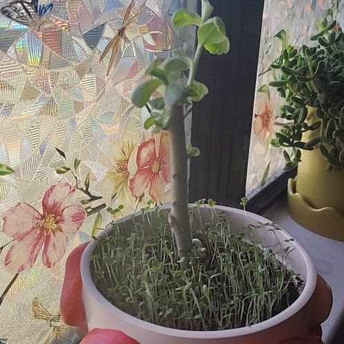 Photo of the plant species White Willow by @HoyaMamma85 named Athena on Greg, the plant care app