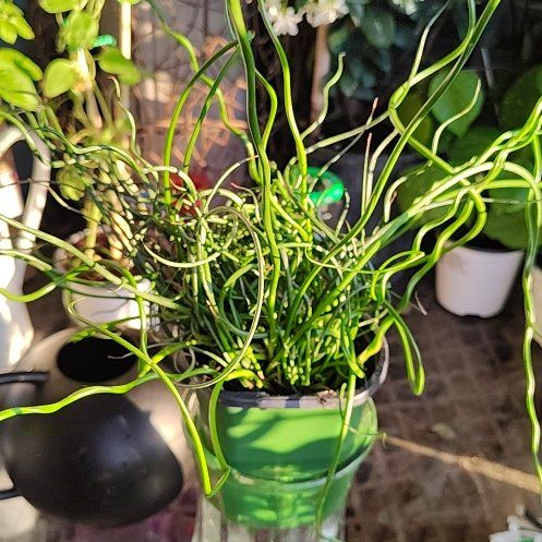 Photo of the plant species Curly Wurly Soft Rush by @HoyaMamma85 named Fernie Mercury on Greg, the plant care app
