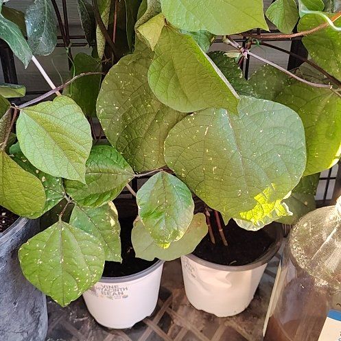 Photo of the plant species Hyacinth Bean by @HoyaMamma85 named Marilyn on Greg, the plant care app