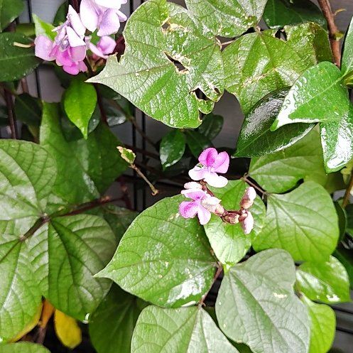 Photo of the plant species Hyacinth Bean by @HoyaMamma85 named Harper on Greg, the plant care app
