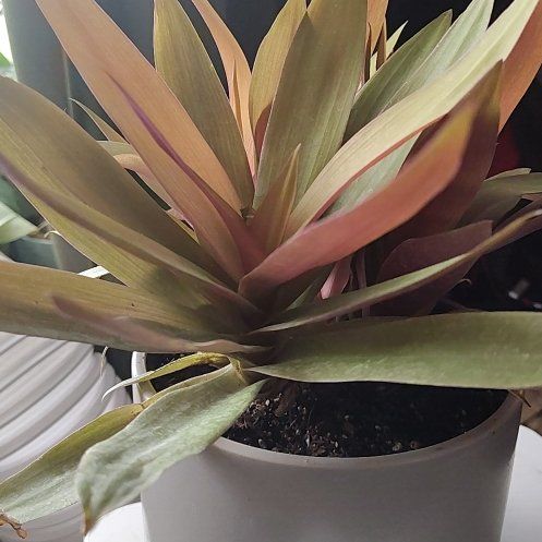 Photo of the plant species Primula 'Amber Waves' by @HoyaMamma85 named Delilah on Greg, the plant care app