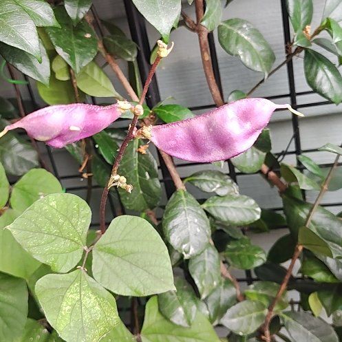 Photo of the plant species Hyacinth Bean by @HoyaMamma85 named Diana on Greg, the plant care app