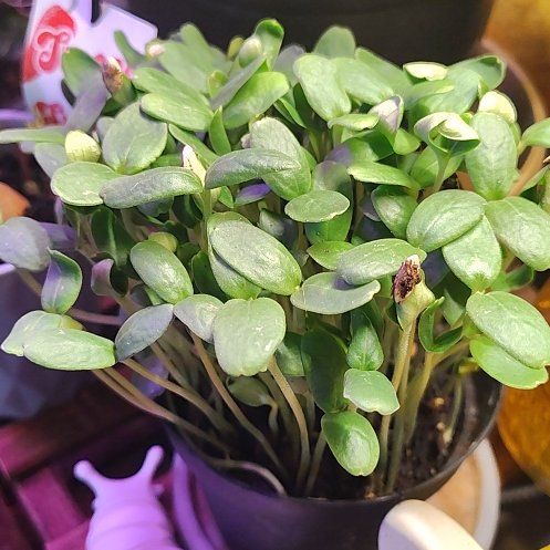 Photo of the plant species Cantaloupe by @HoyaMamma85 named Sherlock on Greg, the plant care app