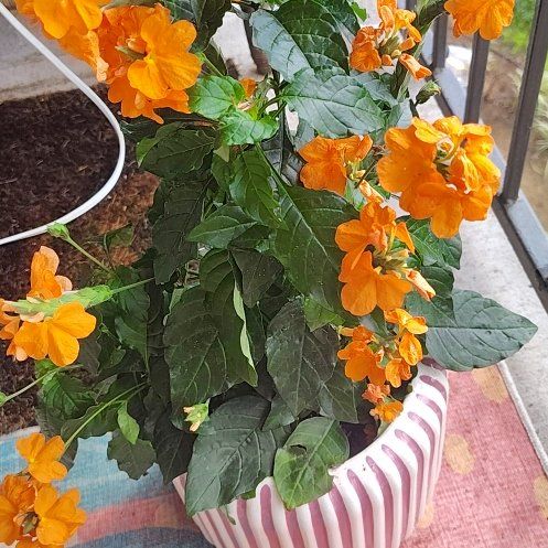 Photo of the plant species Firecracker Flower by @HoyaMamma85 named Sol on Greg, the plant care app
