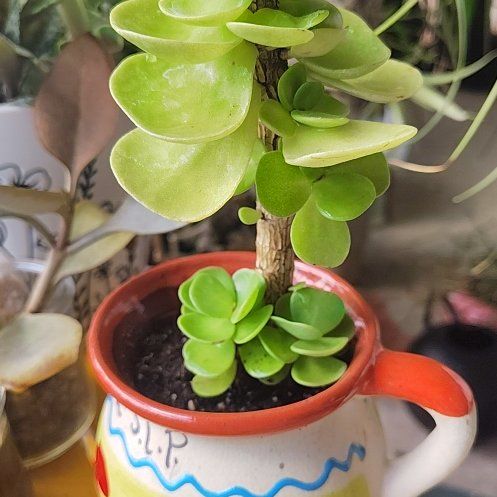 Photo of the plant species Portulaca molokiniensis 'Maraca' by @HoyaMamma85 named Gates on Greg, the plant care app