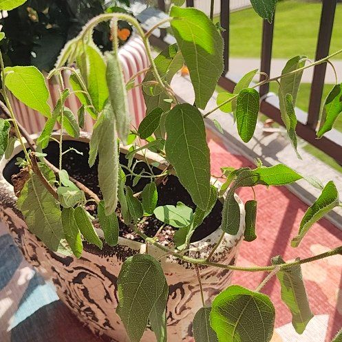 Photo of the plant species Eucalyptus Lemon Bush by @HoyaMamma85 named Beyonce on Greg, the plant care app