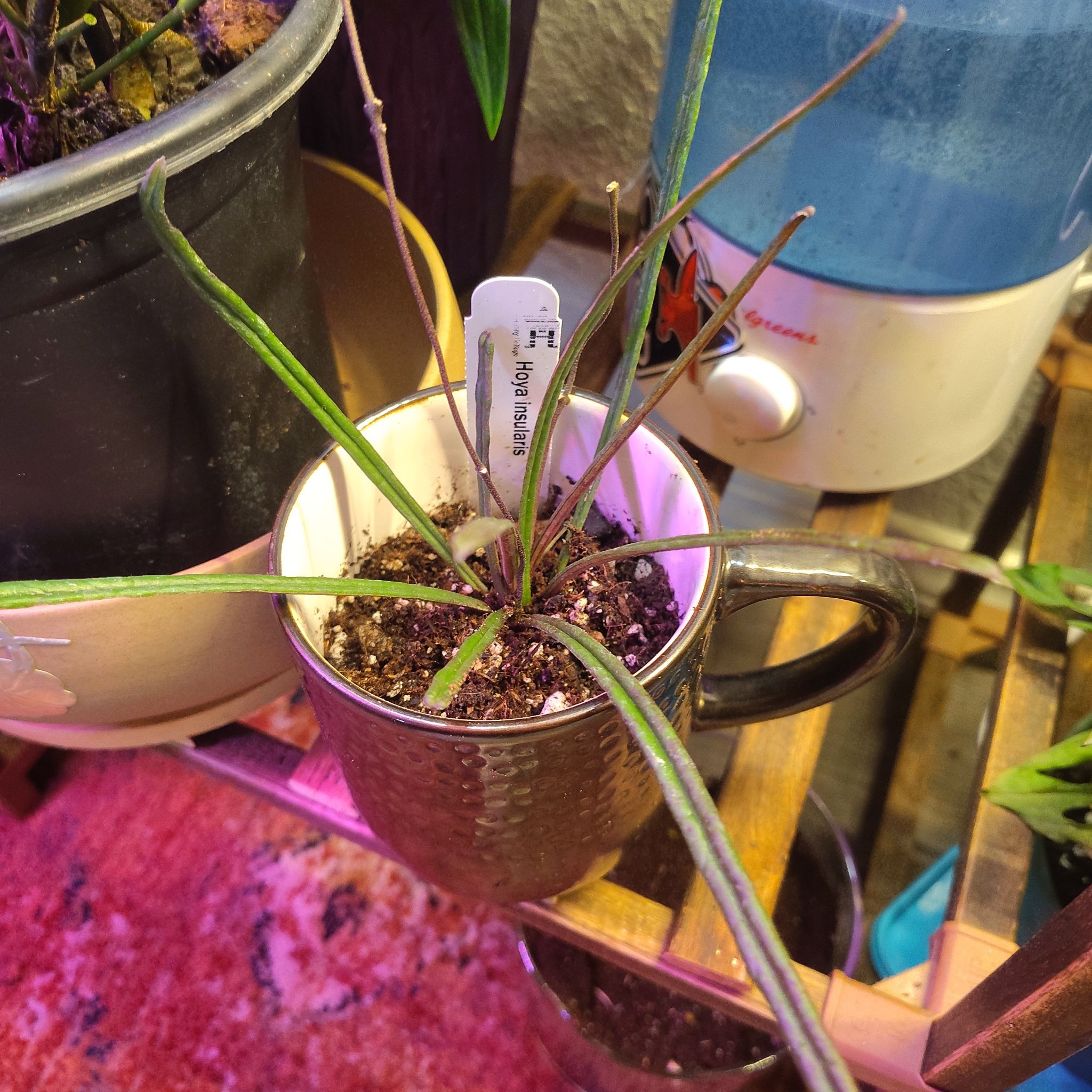 Photo of the plant species Hoya insularis by @HoyaMamma85 named NASA on Greg, the plant care app