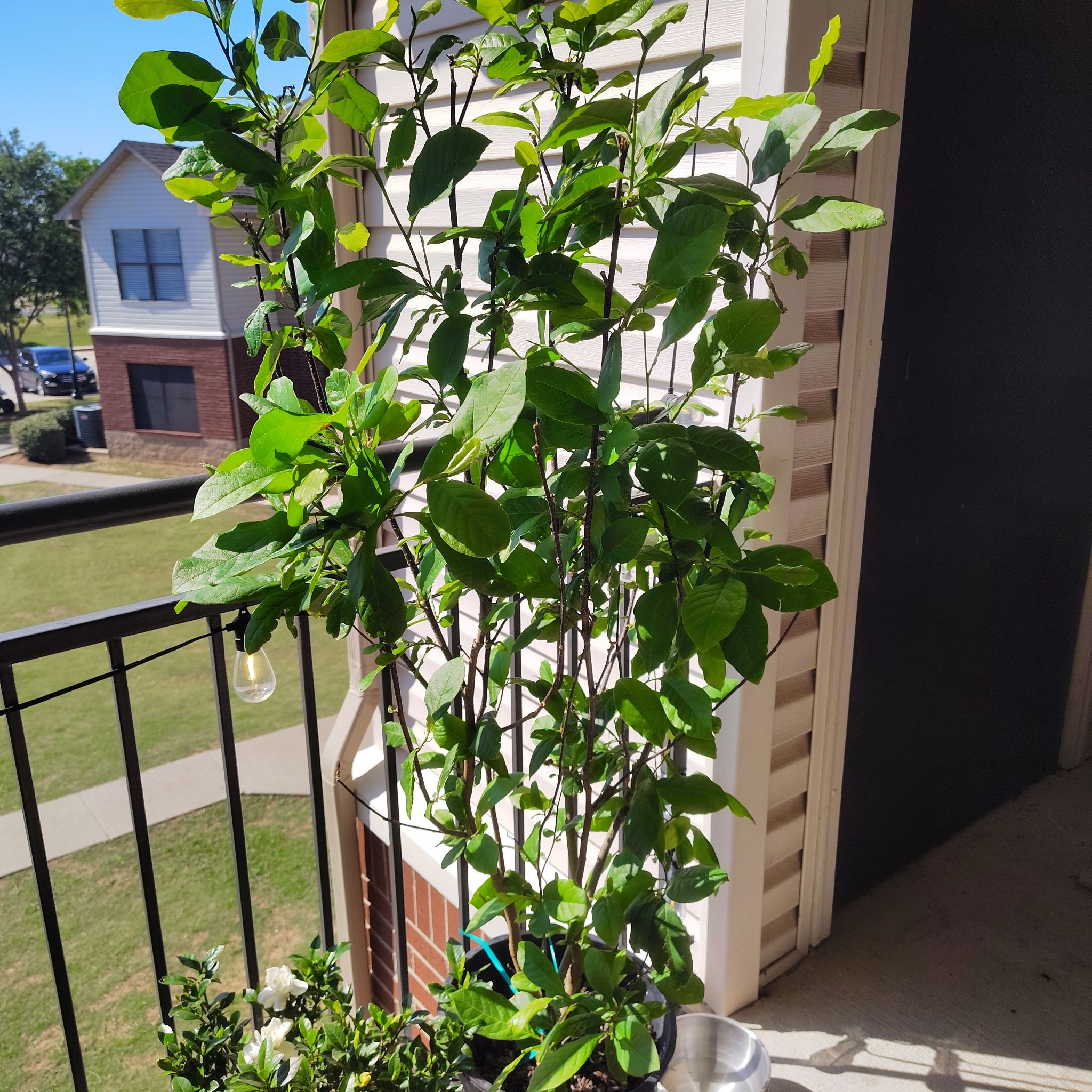 Photo of the plant species Mulan magnolia by @HoyaMamma85 named Zahara on Greg, the plant care app