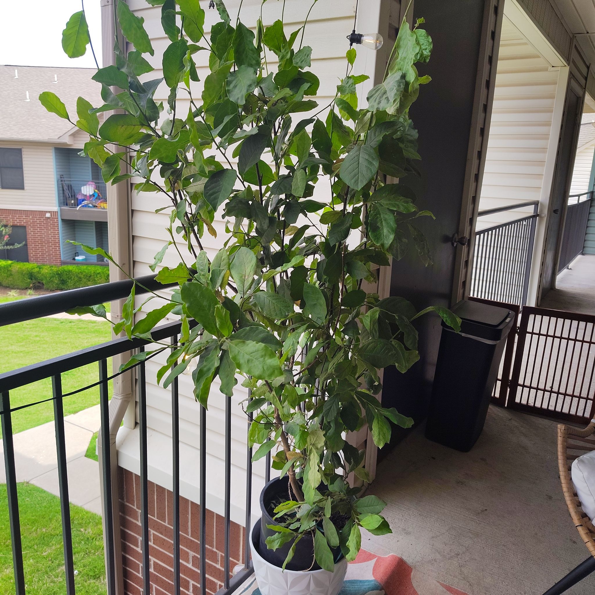Photo of the plant species Mulan magnolia by @HoyaMamma85 named Zahara on Greg, the plant care app