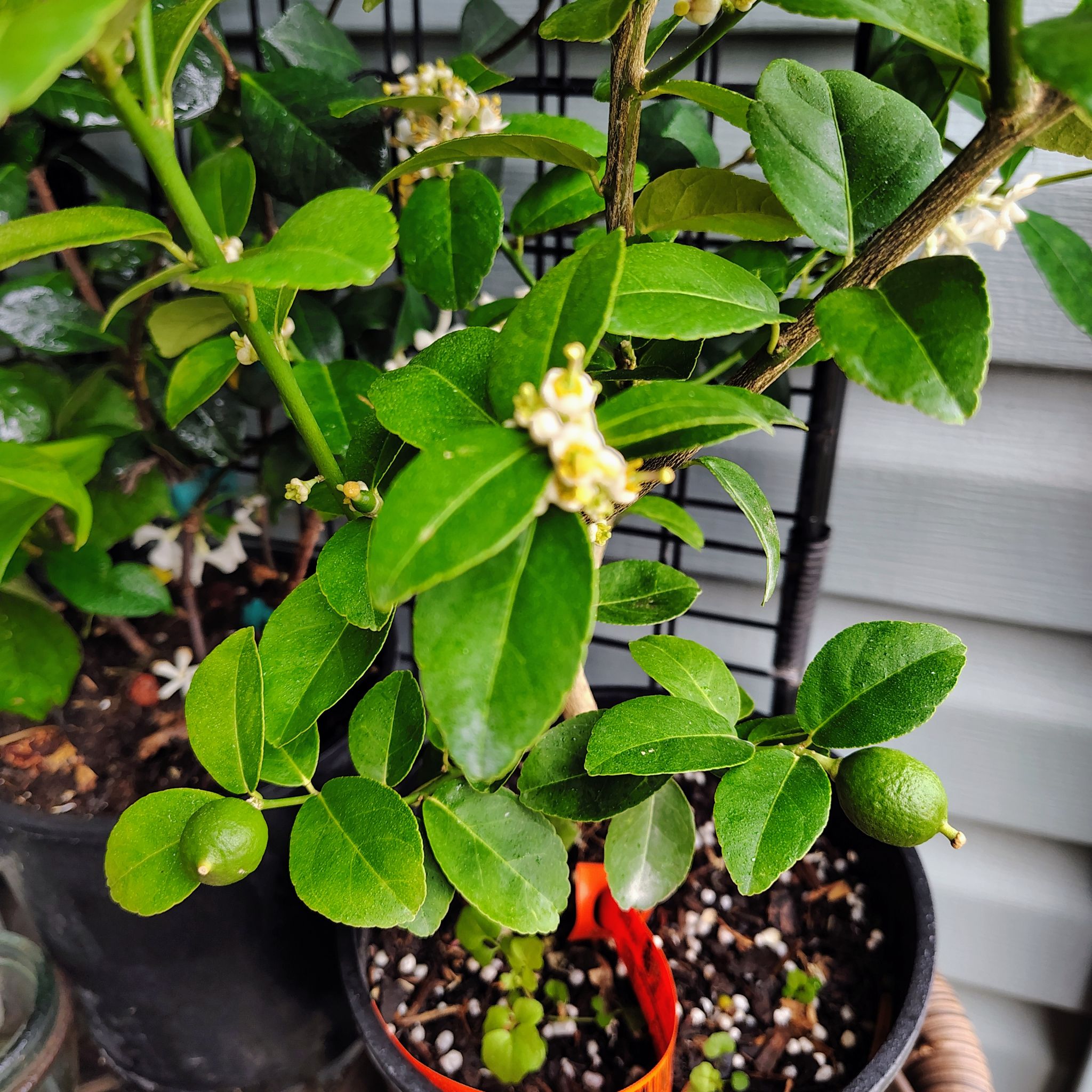 Photo of the plant species Lime Tree by @HoyaMamma85 named Eva on Greg, the plant care app