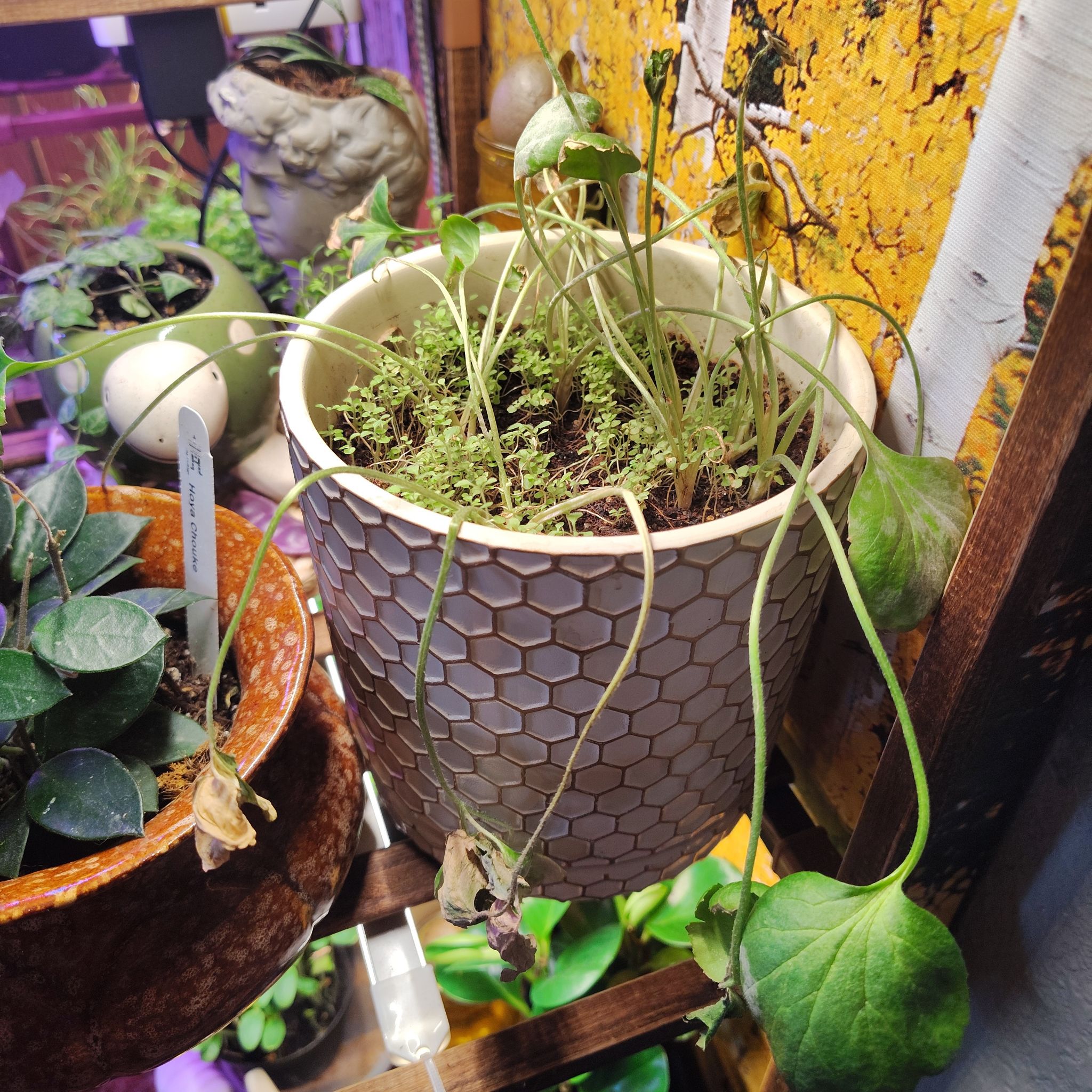 Photo of the plant species Ranunculus 'Mixed' by @HoyaMamma85 named Aristotle on Greg, the plant care app