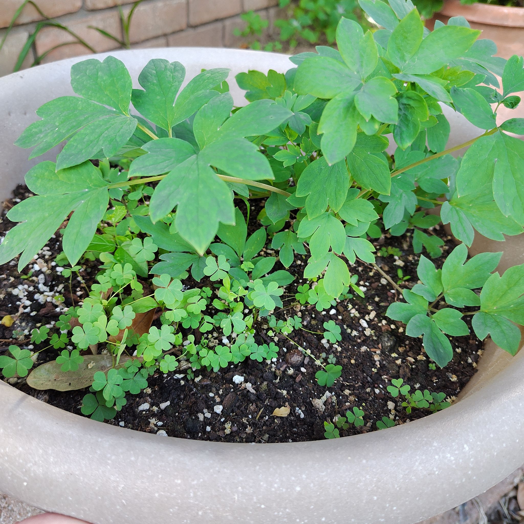 Photo of the plant species Bleeding Heart by @HoyaMamma85 named Maya on Greg, the plant care app