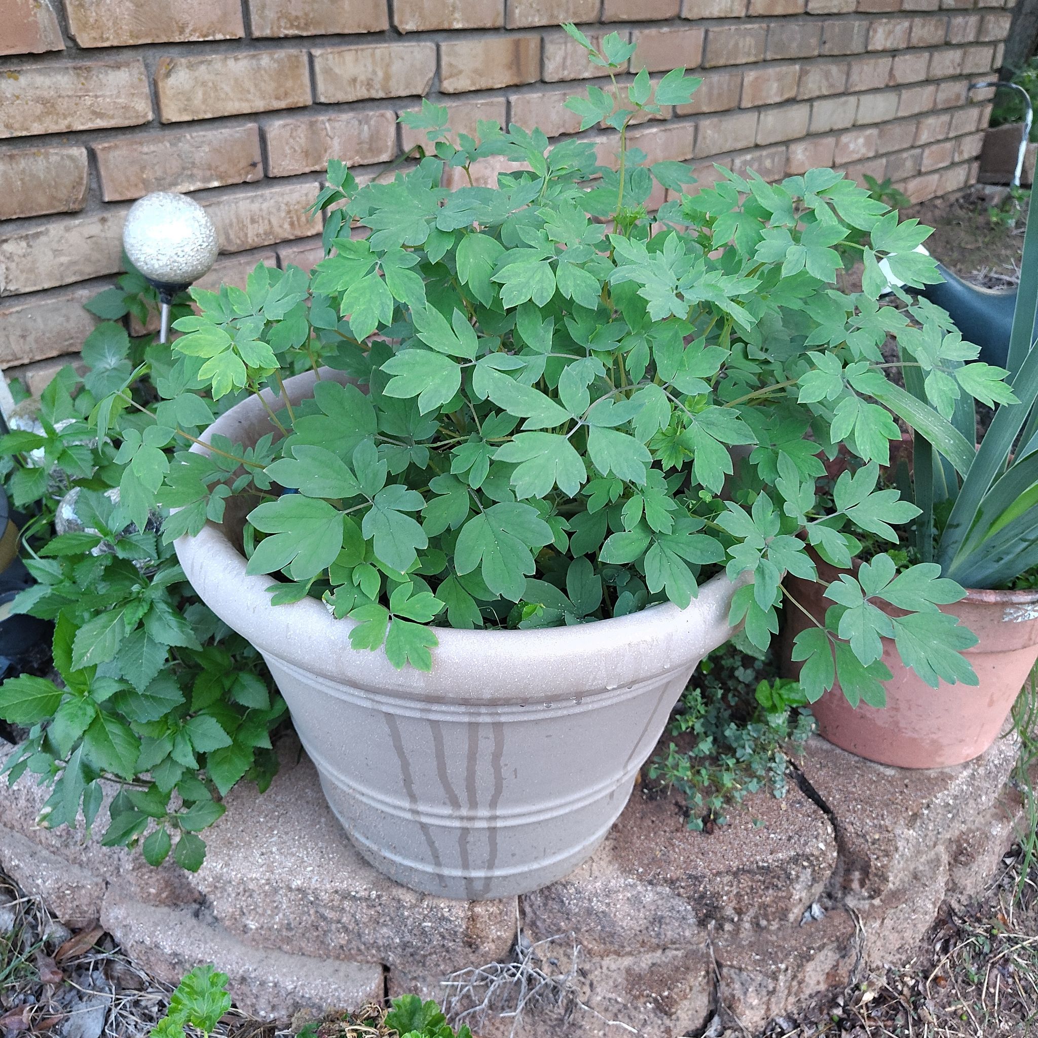 Photo of the plant species Bleeding Heart by @HoyaMamma85 named Maya on Greg, the plant care app