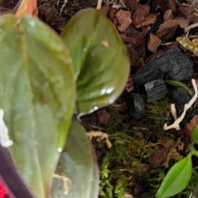 Photo of the plant species Prairie Trillium by @ShinyDuskyonion named Sahara on Greg, the plant care app