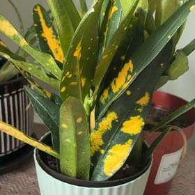 Photo of the plant species Sunny Star Croton by @charlatte333 named Baby Marie on Greg, the plant care app