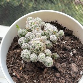 Photo of the plant species Thimble Cactus by @charlatte333 named Scarlett on Greg, the plant care app