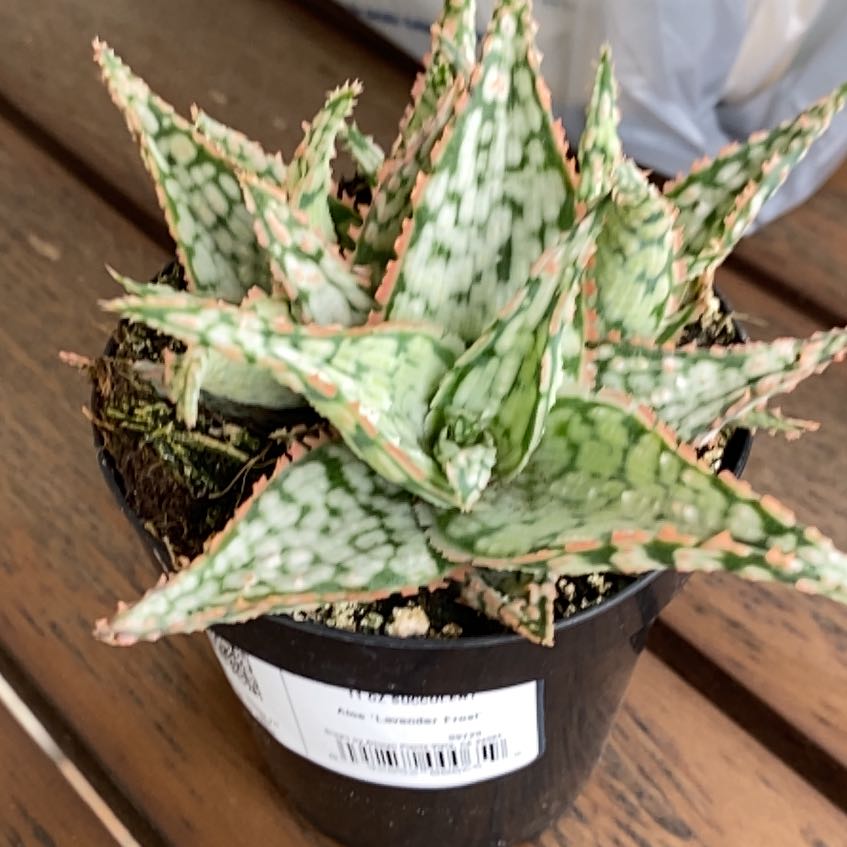 Photo of the plant species Aloe 'Lavender Frost' by @HonoredPepper78 named Frosty on Greg, the plant care app