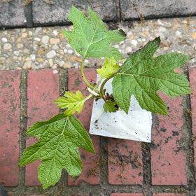 Photo of the plant species Oakleaf Hydrangea by @StarryAjwain96 named Bella on Greg, the plant care app