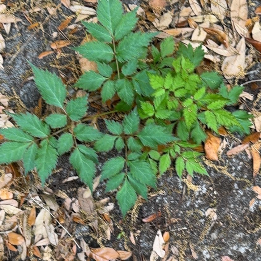 Photo of the plant species Astilbe by @StarryAjwain96 named Lola on Greg, the plant care app