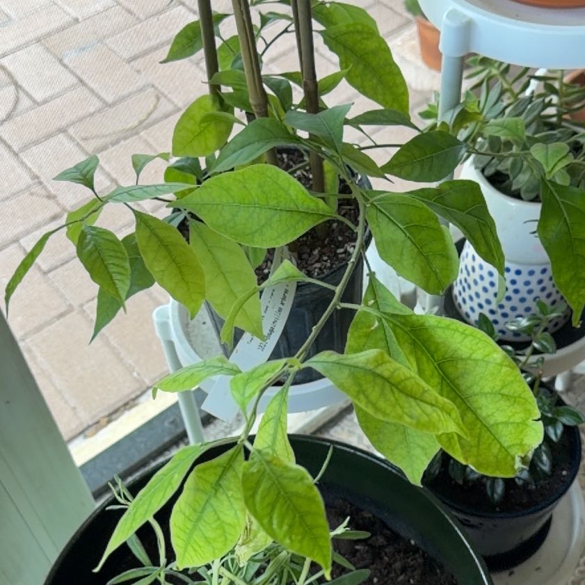 Photo of the plant species Thornless Bougainvillea by @YesFeijoa11 named Tree Diddy on Greg, the plant care app