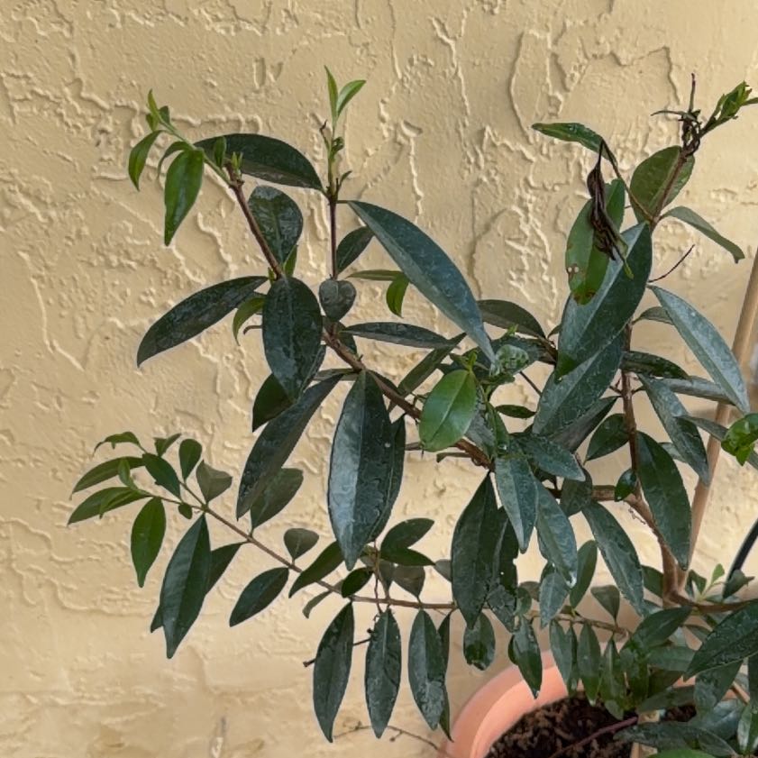 Photo of the plant species Rio Grande Cherry by @YesFeijoa11 named Daphne on Greg, the plant care app