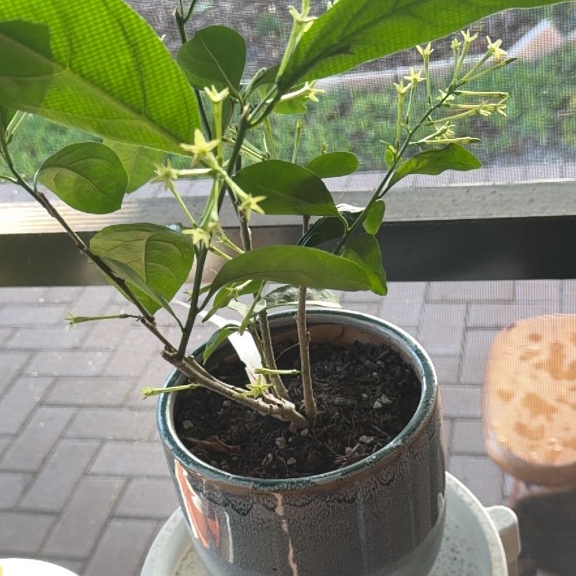 Photo of the plant species Night-Blooming Jessamine by @YesFeijoa11 named Keanu Leaves on Greg, the plant care app