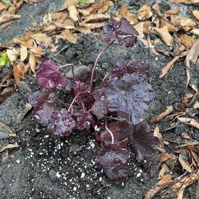 Photo of the plant species Coral Bells by @YesFeijoa11 named Baesil on Greg, the plant care app