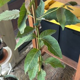 Photo of the plant species Rainbow Gum by @YesFeijoa11 named Bruce Lee on Greg, the plant care app