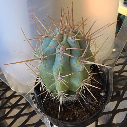 Photo of the plant species Browningia hertlingiana 'Album' by @SpicyHoya83 named SPIKE on Greg, the plant care app