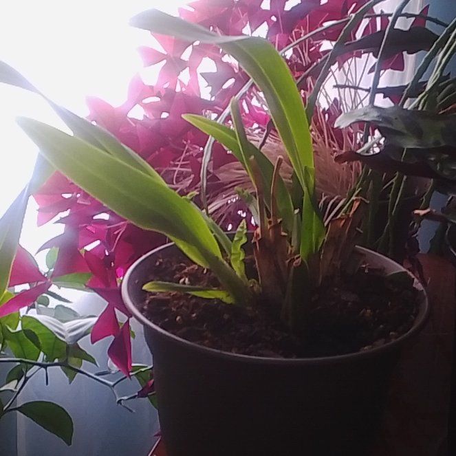 Photo of the plant species Cockleshell Orchid by @FloweringPlants named Sun orchid on Greg, the plant care app