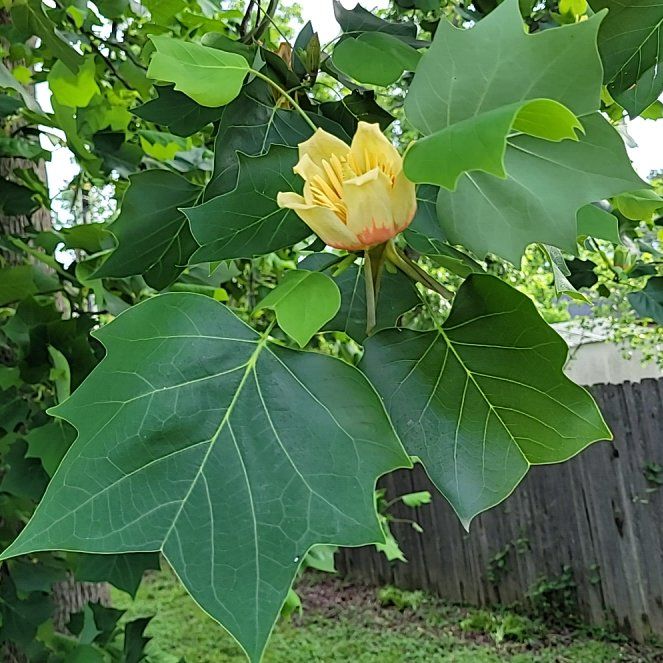 Photo of the plant species Tulip Poplar by @FancySuncup4 named Aria on Greg, the plant care app