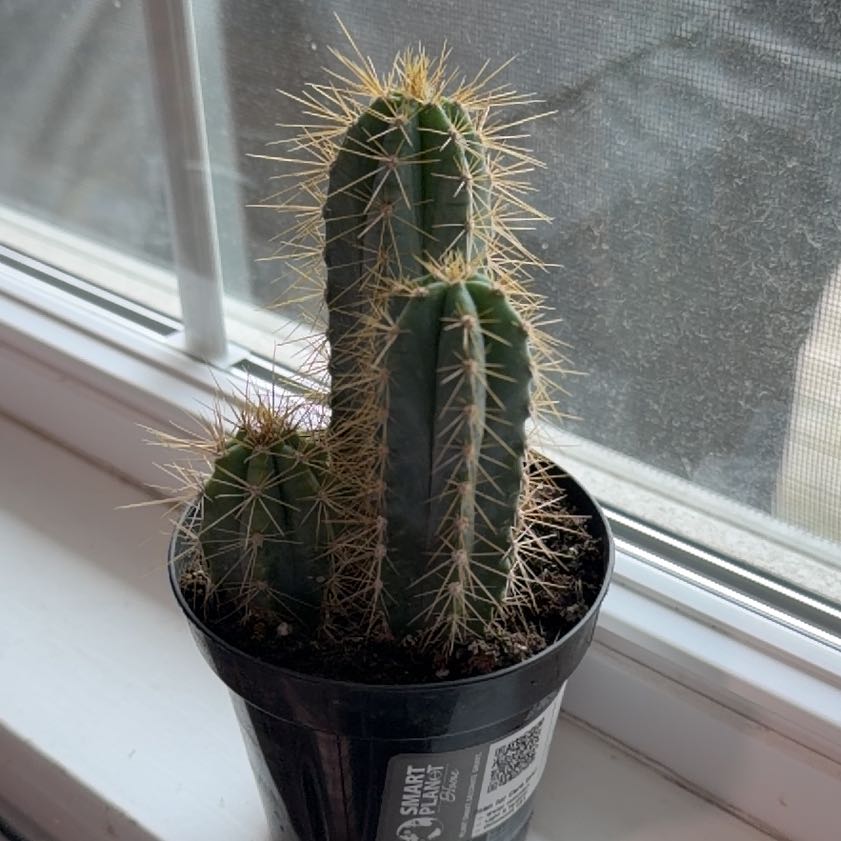 Photo of the plant species Pilosocereus Azureus by @HotBabycroton62 named Spike Leaves on Greg, the plant care app