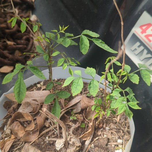 Photo of the plant species Mile-a-Minute Vine by @SirTozzia88 named Treeyoncé on Greg, the plant care app