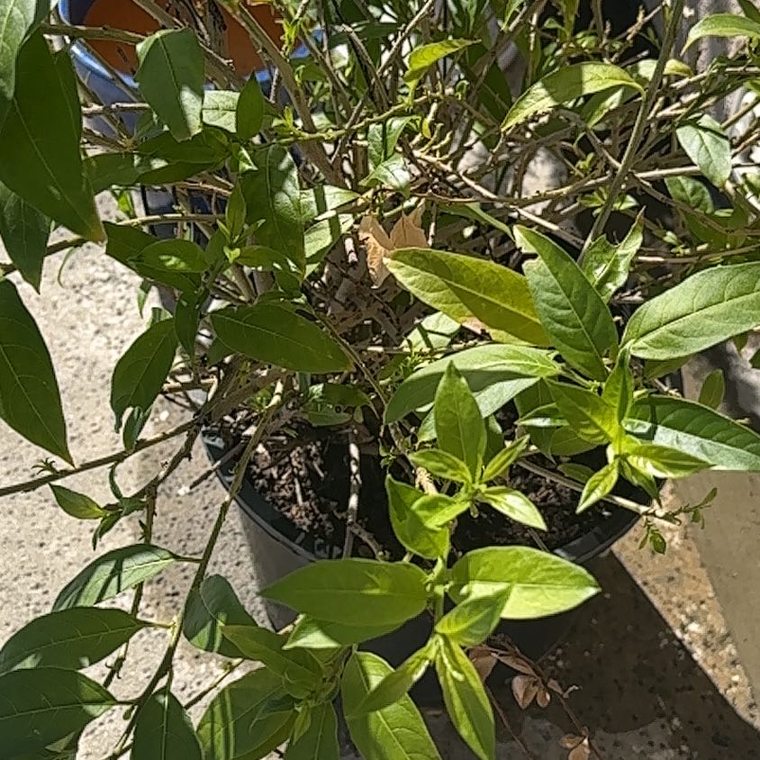 Photo of the plant species Night-Blooming Jessamine by @ProudAgarito28 named Jazmín on Greg, the plant care app