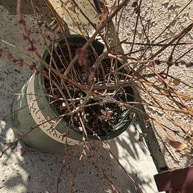 Photo of the plant species Bountiful Blue Blueberry by @ProudAgarito28 named Azureé on Greg, the plant care app