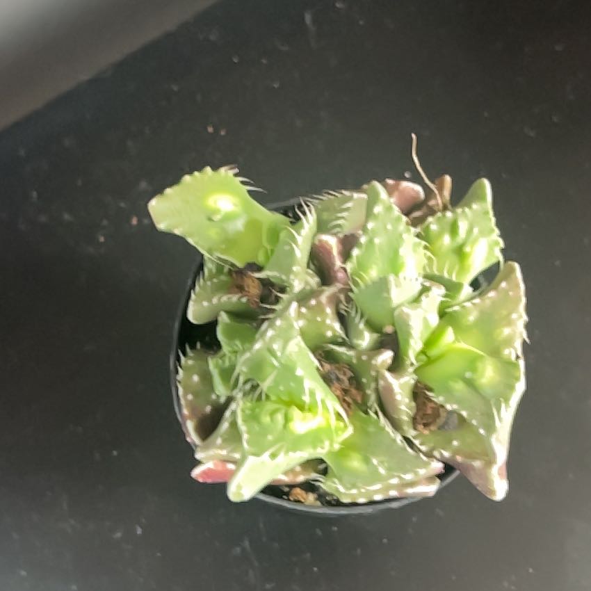 Photo of the plant species Faucaria felina by @ClassicalAlula9 named Planty on Greg, the plant care app