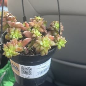 Photo of the plant species Sedum Shooting Star by @Shakiki_love named Treeyoncé on Greg, the plant care app