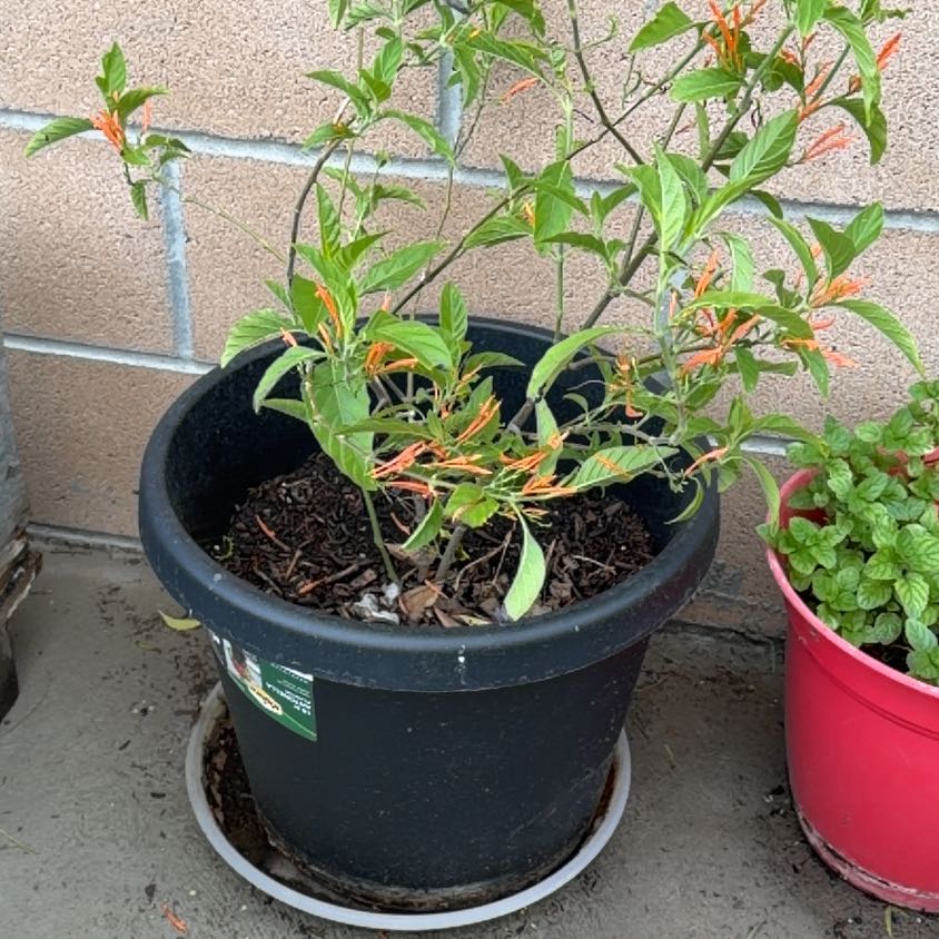 Photo of the plant species Mohintli by @DearPinkball10 named Darwin on Greg, the plant care app