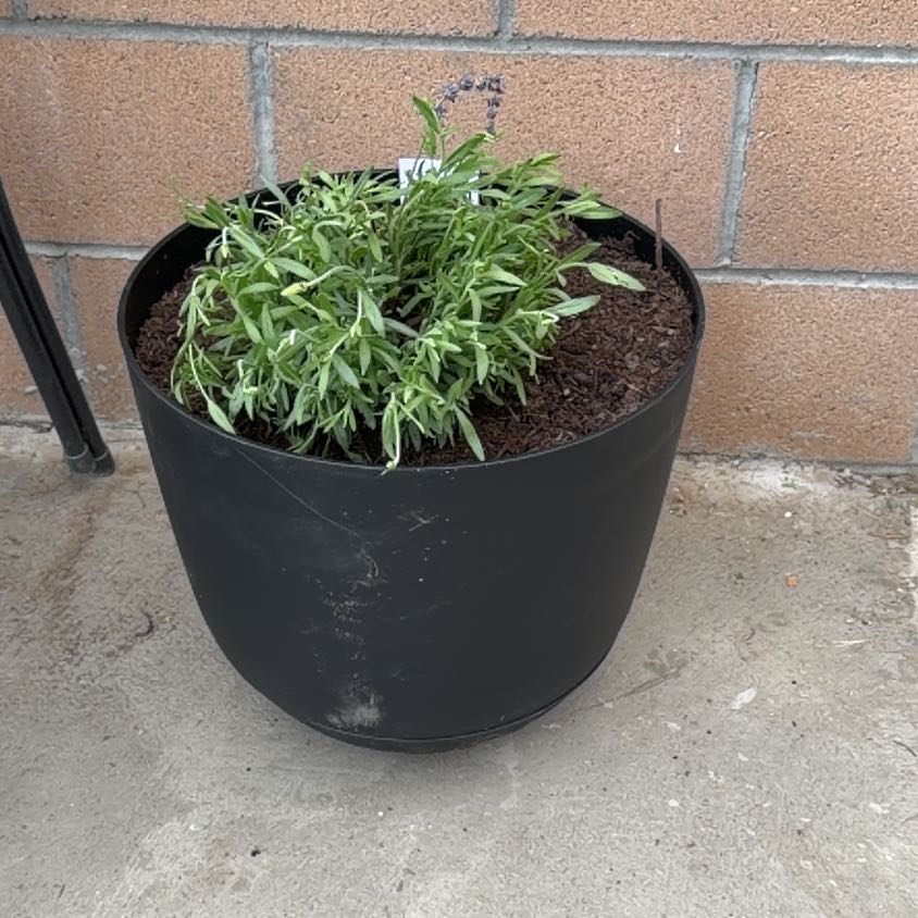 Photo of the plant species English Lavender 'Blue Spear' by @DearPinkball10 named Dolores on Greg, the plant care app