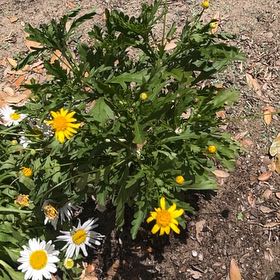Photo of the plant species African Bush Daisy by @AdeptSucc42 named Lola on Greg, the plant care app