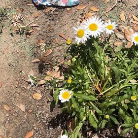 Photo of the plant species Max Chrysanthemum by @AdeptSucc42 named Rainier on Greg, the plant care app